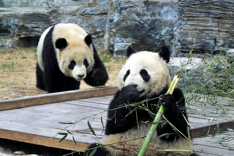 Beijing Zoo1