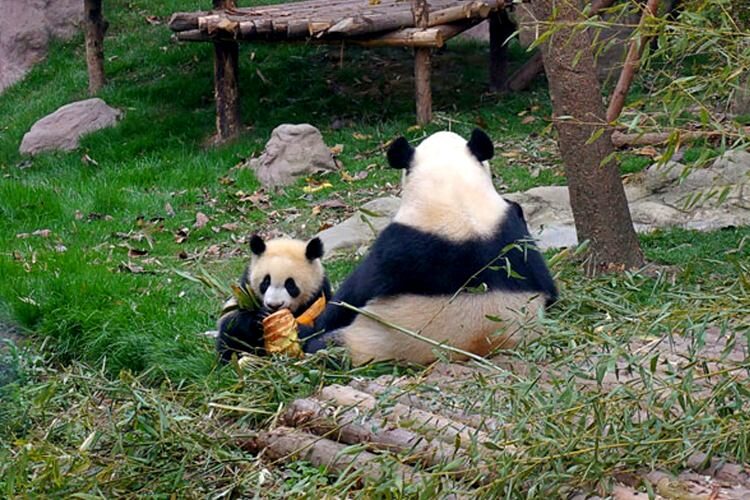 Chengdu-Research-Pandas 2